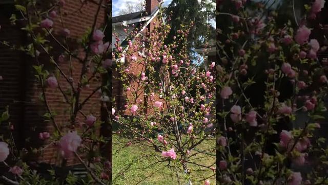 Double flowering almond - Prunus Triloba смотреть онлайн