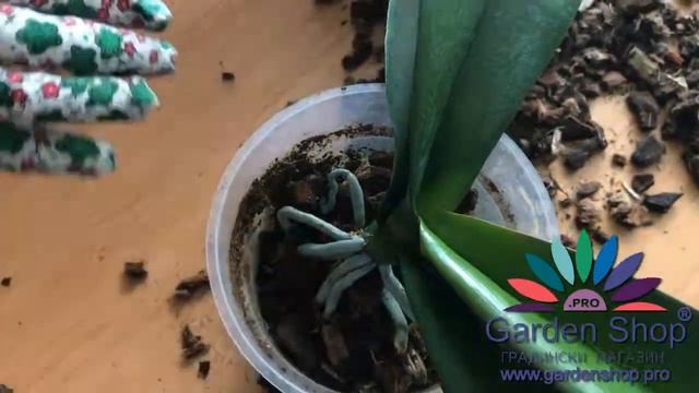 Как размножить орхидею делением куста - Фаленопсис