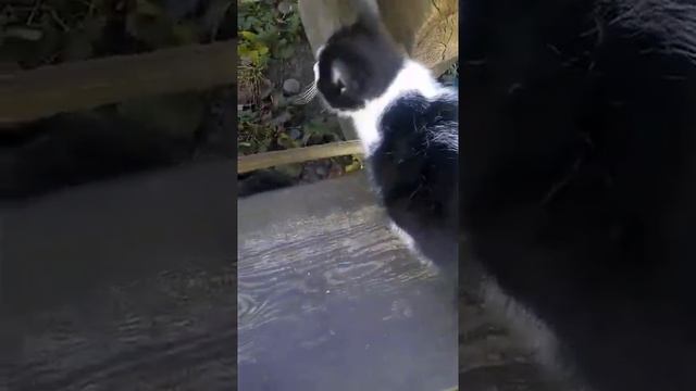 Милый котенок не любит сидеть на руках смотреть онлайн