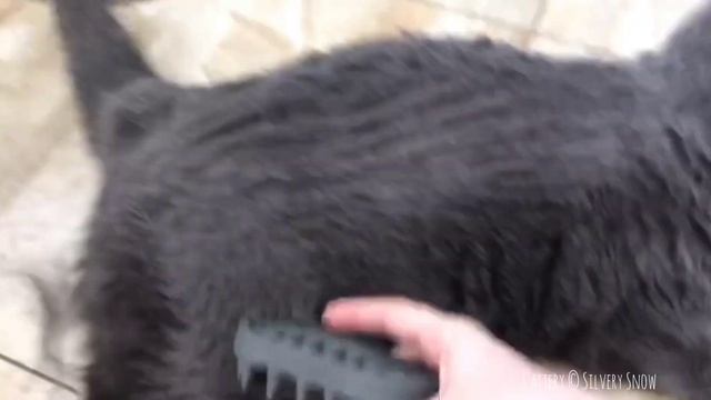 Почему британские кошки так сильно линяют. груминг британских кошек смотреть онлайн