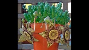 Стапелия  уход в домашних условиях,виды с фото