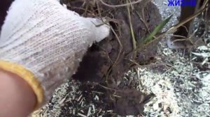 МОТОБЛОК НЕВА. КУЛЬТИВАТОР ГУСИНЫЕ ЛАПКИ. ОСЕНЯЯ ВСПАШКА.