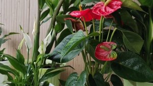 Мужское и женское счастье вместе, можно ли сажать в один горшок