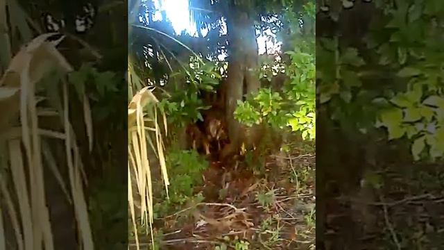 Hide and Seek with a Dire Wolf.... смотреть онлайн