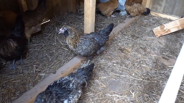 Жизнь в США. Домохозяйство в Америке. Завел курей. смотреть онлайн