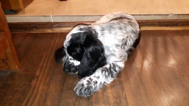 Князь Мирослав Мудрый смотреть онлайн