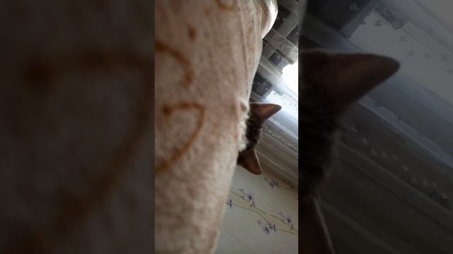Барсик спит ?? или как усыпить кота смотреть онлайн