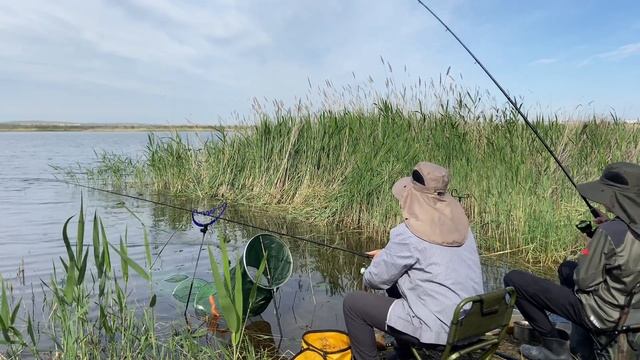 Накосили леща от души. РЫБАЛКА НА ФИДЕР 2023 г. РЫБАЛКА НА ЛЕЩА 2023 . Как поймать леща? смотреть онлайн