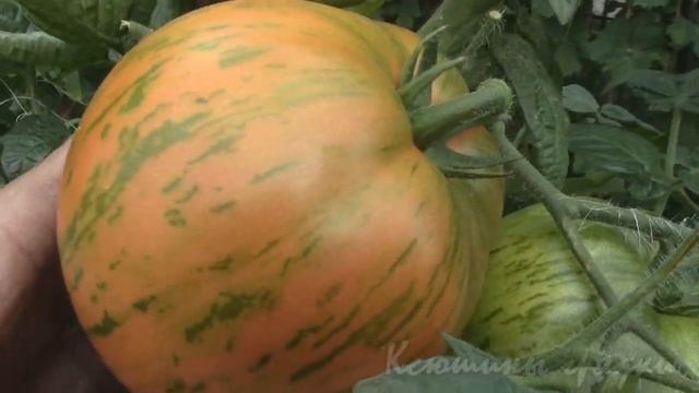 О сортах томатов КУРОЧКА РЯБА смотреть онлайн