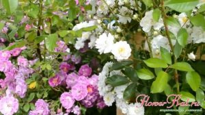 Роза Гирлянда Амур / Guirlande d'Amour