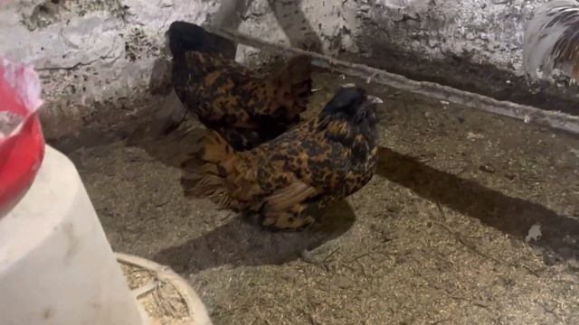 Эйленбарт одна из красивейших пород кур смотреть онлайн