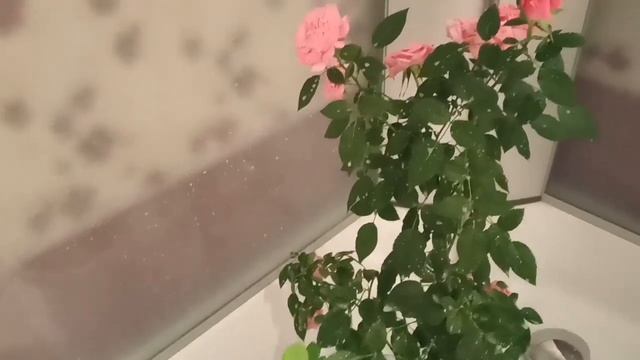 Коварный орех макадамия смотреть онлайн