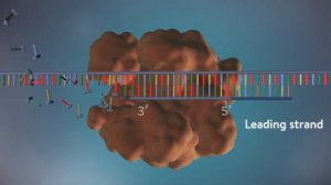 Репликация ДНК