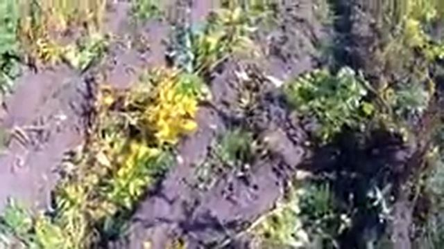 Мотокоса для скашивания ботвы картофеля. Brushcutters for mowing potato tops смотреть онлайн