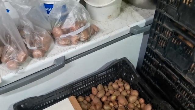 САРПО МИРА в наличии! КУПИТЬ семенные клубни картофеля по ссылке в описаниии! Устойчив к ФИТОФТОРЕ! смотреть онлайн