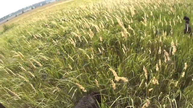 Охота с дратхааром. Перепел и тяготы засухи ....