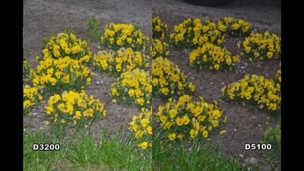 Nikon D3200 vs D5100