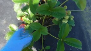 РУМБА - один из лучших сортов клубники из Голландии. / мини-питомник КЛУБНИКА-МАЛИНА.