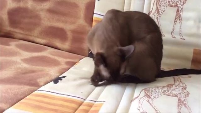 Бурманские кошки. Барбара Джоли Фурс смотреть онлайн