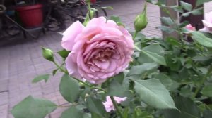 Роза Коко Локо.