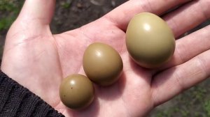 Яйца фазана. Яйца не стандартных размеров начали нести мои фазаны. В чём может быть проблема?