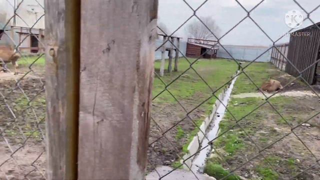 Львівський зоопарк Limpopo 2021 смотреть онлайн