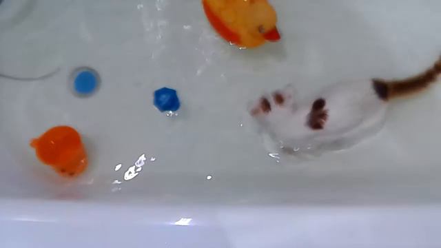 Котофей принимает ванну. смотреть онлайн