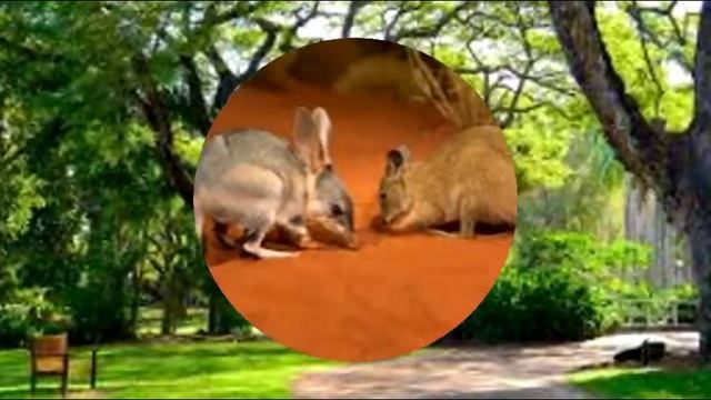 World Famous Botanical Gardens 11: Alice Springs Desert Park (Australia) смотреть онлайн