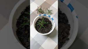 Мучнистая роса на Розмарине