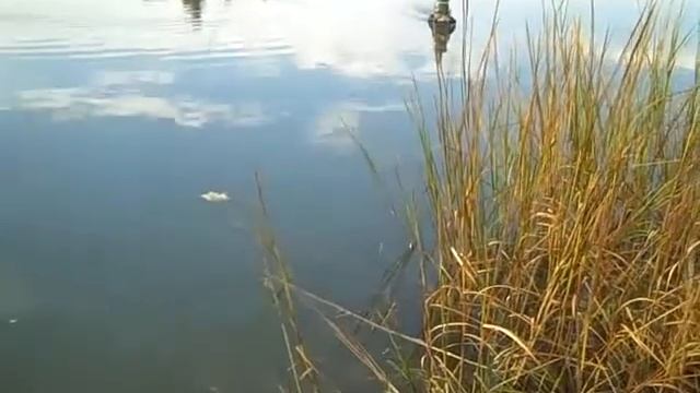 Live steam tug pulling kayak смотреть онлайн