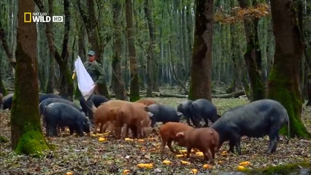 National Geographic. Дунай. Европейская Амазонка. Документальный фильм.