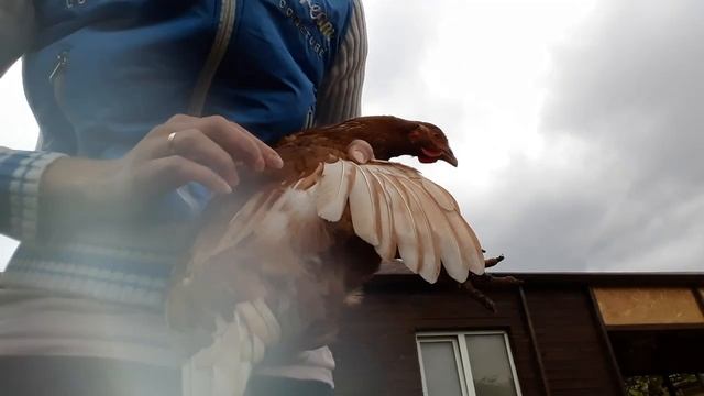 Как обрезать перья. Теперь яйца мы не покупаем смотреть онлайн