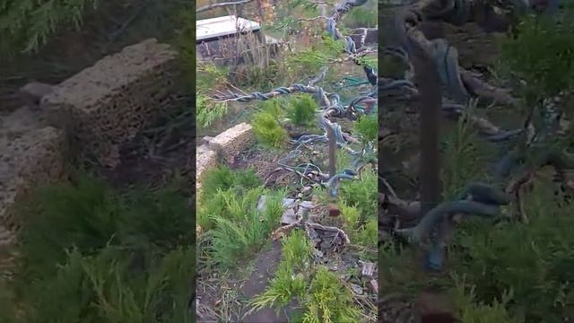 Бонсай из можжевельника. Формирование. смотреть онлайн