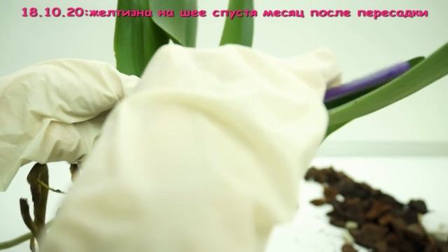 Ох!"АББА":пересадка,ГНИЛЬ,снова ПЕРЕСАДКА,адаптация за 4 месяца.Фаленопсис "Абба",биглип.Phal.'Abba смотреть онлайн