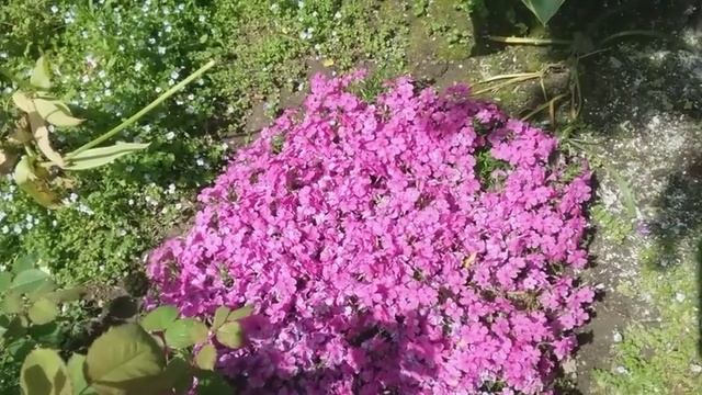 Флокс шиловидный Candy stripes, crackerjack, атропурпуреа, Мак Дэниэлс Кьюшон. Флокс растопыренный. смотреть онлайн