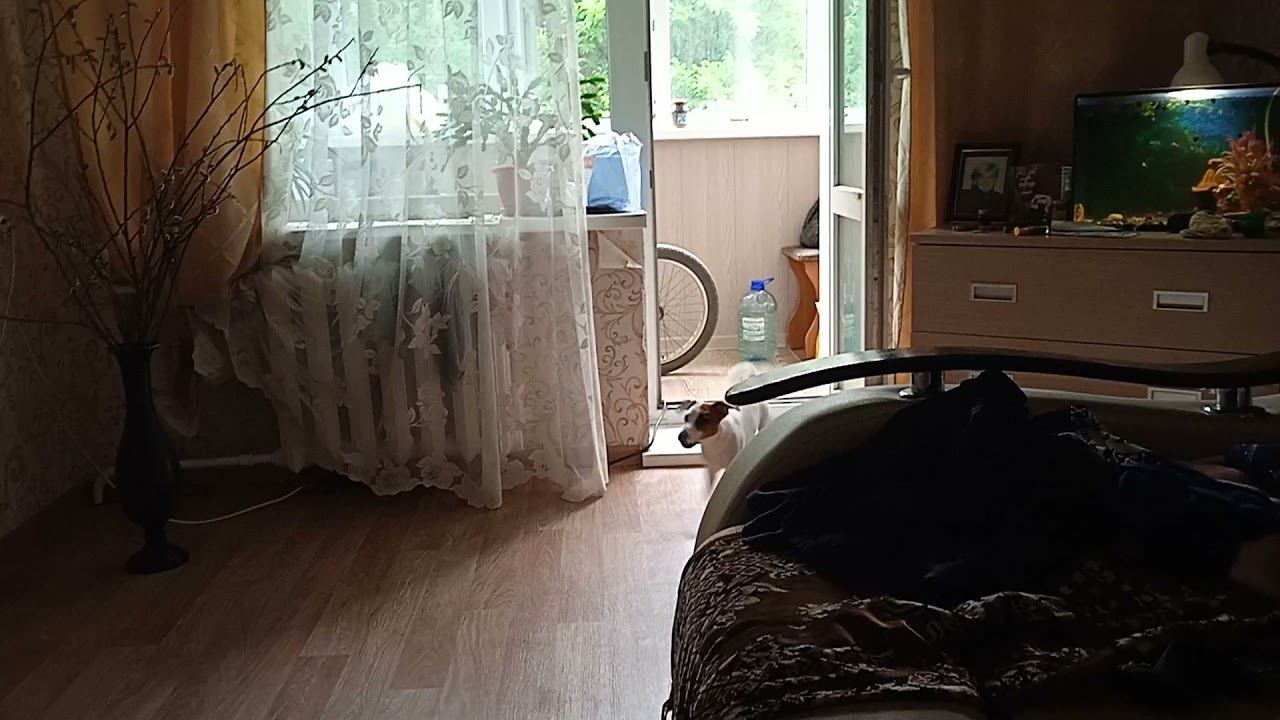 Джек Рассел лает смотреть онлайн