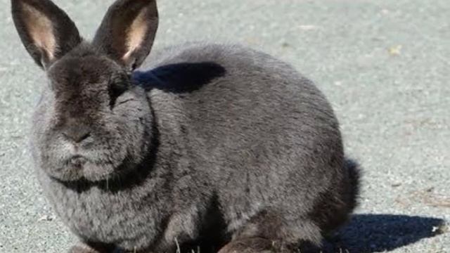 Разведение кроликов породы венский голубой как бизнес идея | Венский голубой кролик смотреть онлайн