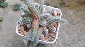 Ржавчина на кактусах. Как спасти коллекцию. Препараты для обработки. #cactus #кактус
