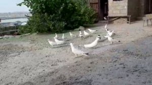 Голуби Вадима и Наримана в Баку!