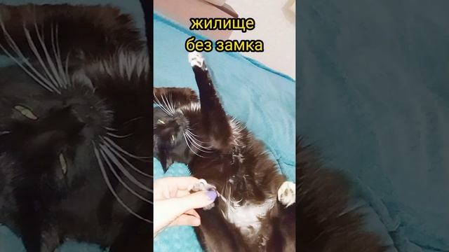 Как завоевать сердце девушки...нужно быть котом) #shorts смотреть онлайн
