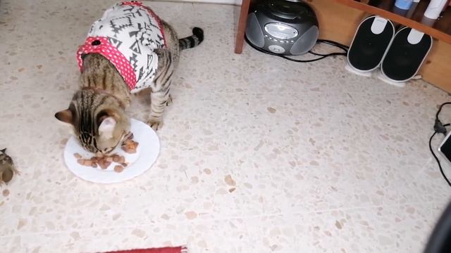 Наш кот подружился с воробьем смотреть онлайн