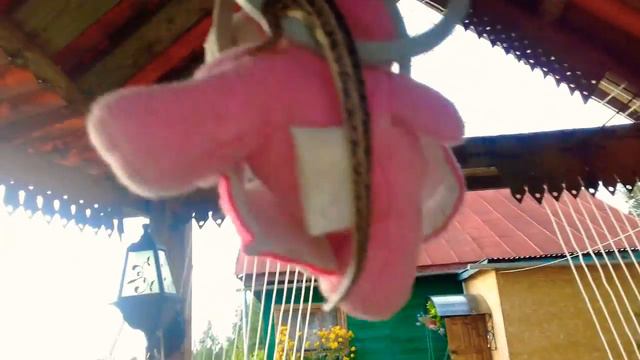 Поймали ящерицу с другом Ромой!!!! Ящерица Симка смотреть онлайн