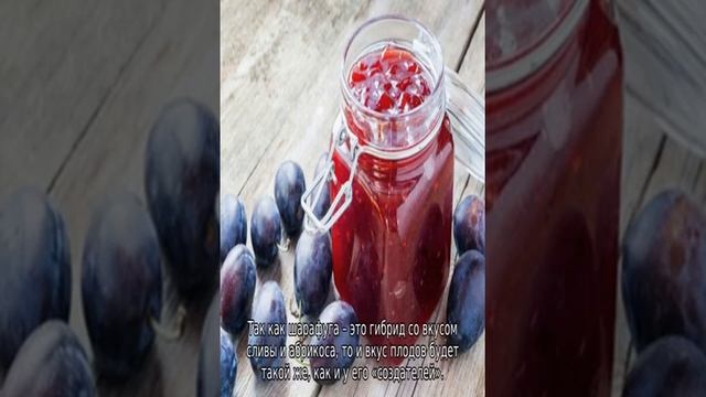 Гибрид сливы и абрикоса смотреть онлайн