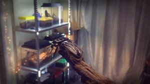 Goliathus goliatus flying (Жук голиаф в полёте)