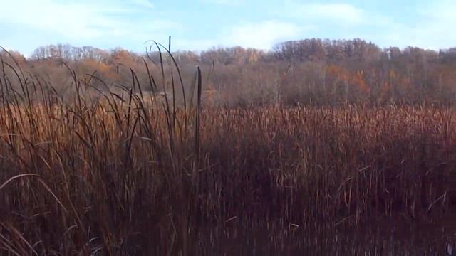 Прогулка по осеннему лесу в поисках близлежащих водоёмов смотреть онлайн
