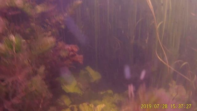 Digma DiCam 700 тест под водой. смотреть онлайн