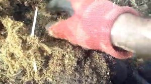 корни голубики при пересадки 3часть