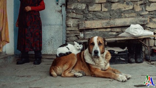 Девушка до жути боялась собак, но ОДИНОКИЙ ПЁС, после смерти хозяина, растопил её сердце… смотреть онлайн