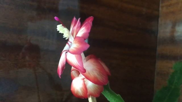 Schlumberger Шлюмбергера Видео обзор сорта Floral Bouquet. смотреть онлайн