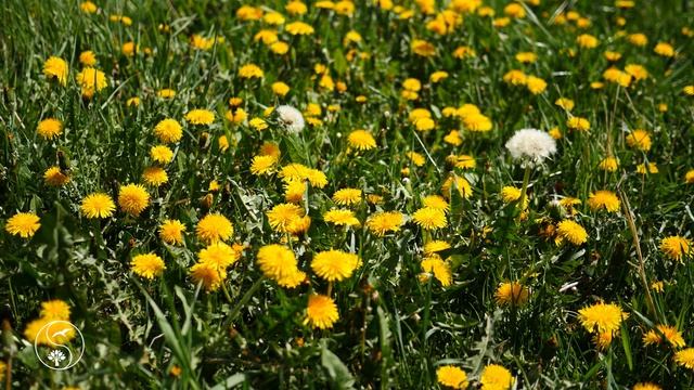 Звуки Природы, Пение Птиц, для Релаксации, Сна, Медитации | Relax 12 Часов с Красивой Природой смотреть онлайн